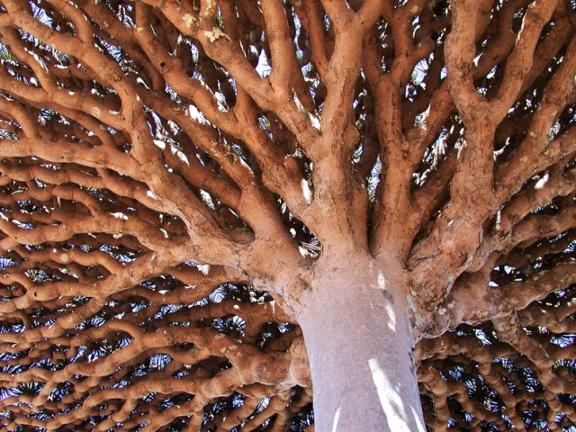 Socotra: Tempat Paling “Alien” di Muka Bumi