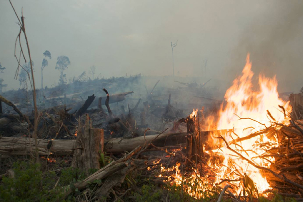 Penyebab Asap Ternyata 8 Perusahaan Malaysia Terlibat Pembakaran Hutan di Riau,