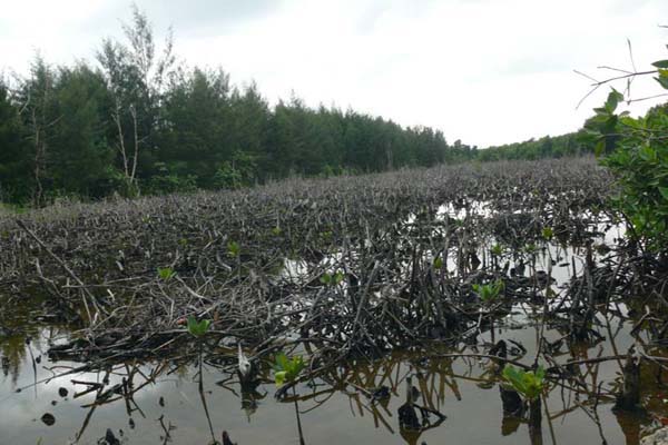 Fakta Menarik Seputar Lingkungan dan Dunia