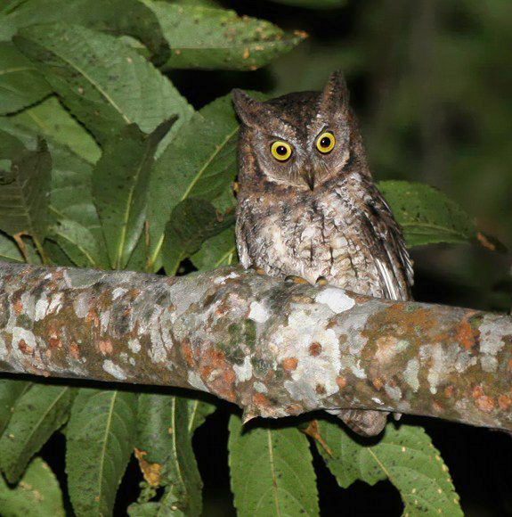 Spesies Baru yang Ditemukan di Indonesia Sepanjang 2013