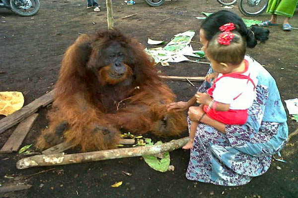 Masuk Kebun Warga, Ditangkap, Orangutan Kalimantan Tewas