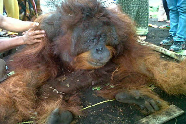 Masuk Kebun Warga, Ditangkap, Orangutan Kalimantan Tewas