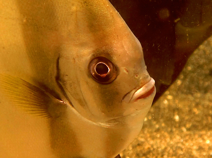 Batfish, Bukan Kelelawar Biasa