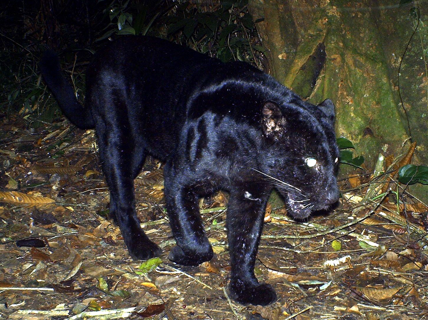 Cerita Mengerikan Kemunculan Black Panther di Jawa