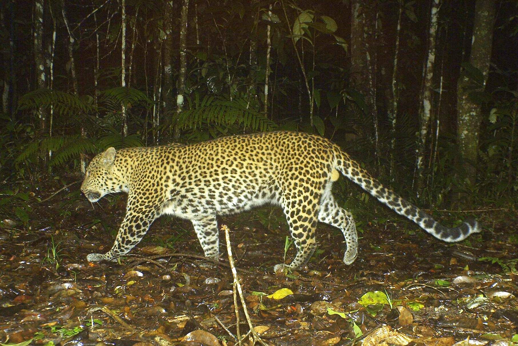 Cerita Mengerikan Kemunculan Black Panther di Jawa