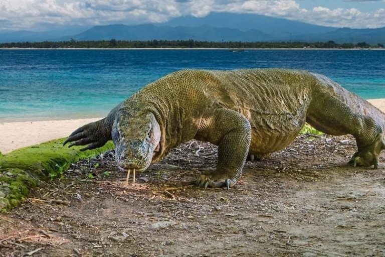 Memprihatinkan.. Ini Hasil Lomba Artikel isu Lingkungan untuk Caleg di NTT