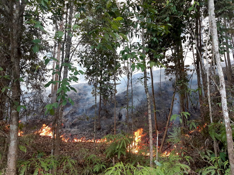 coc-reg-kaltim-penyebab-kebakaran-hutan-kaltim-faktor-alam-atau-ulah-manusia