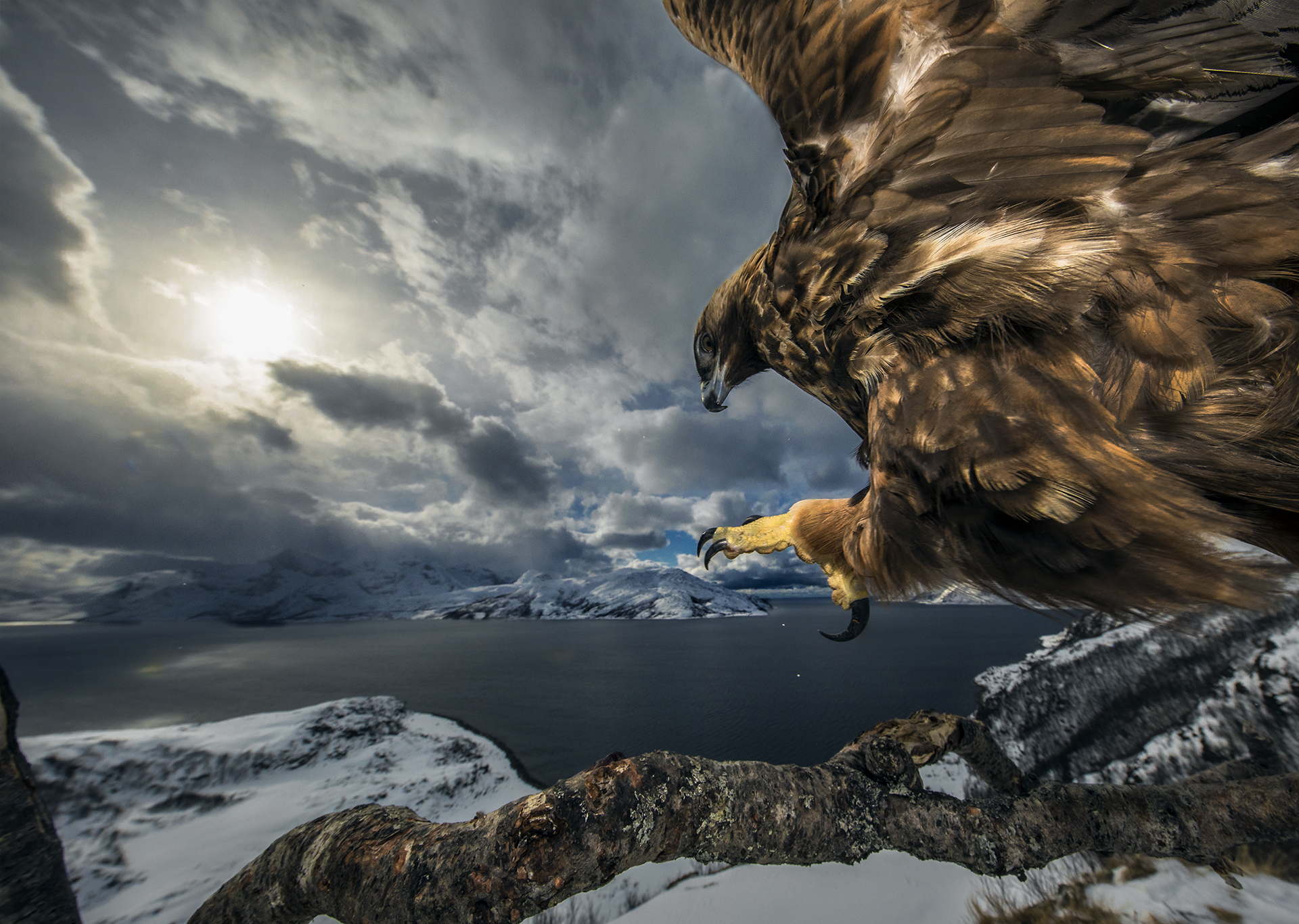 Cekidot gansis, Foto menakjubkan para pemenang Nature Photographer of the Year 20019