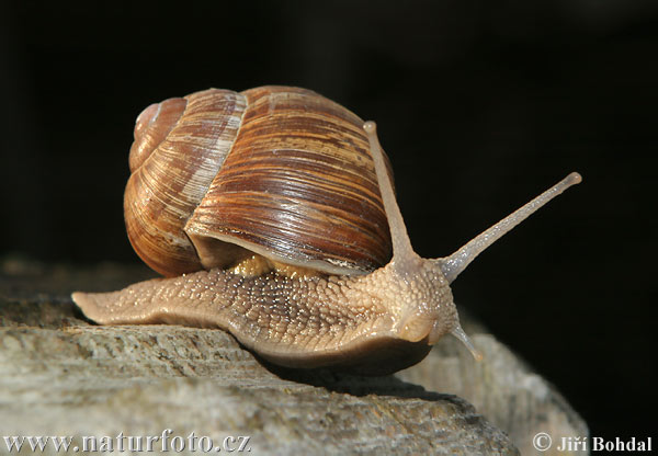 Yuk Mengenal Filum Mollusca / Siput / Keong