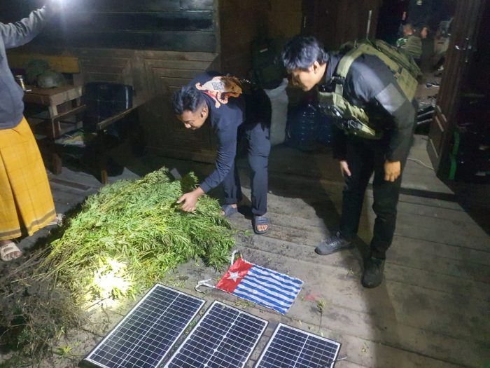 Satgas Temukan Ladang Ganja Seluas 5.000 Meter Persegi Sumber Pendanaan OPM