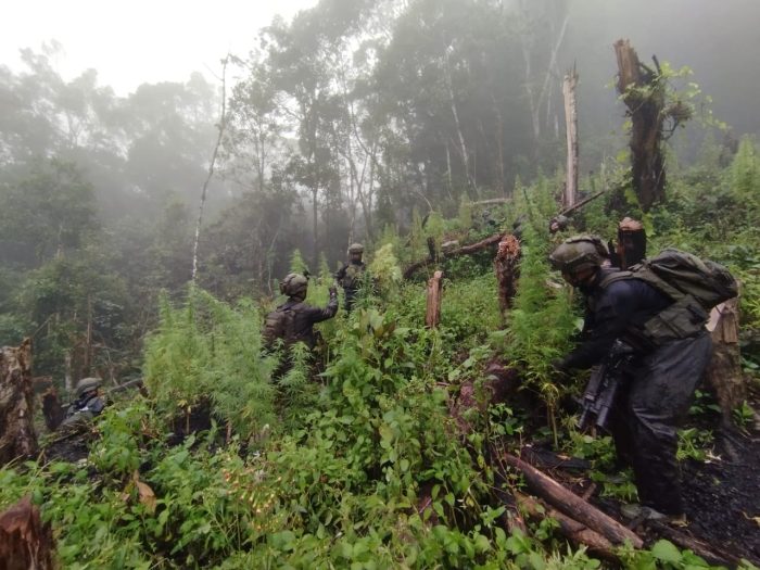 Satgas Temukan Ladang Ganja Seluas 5.000 Meter Persegi Sumber Pendanaan OPM