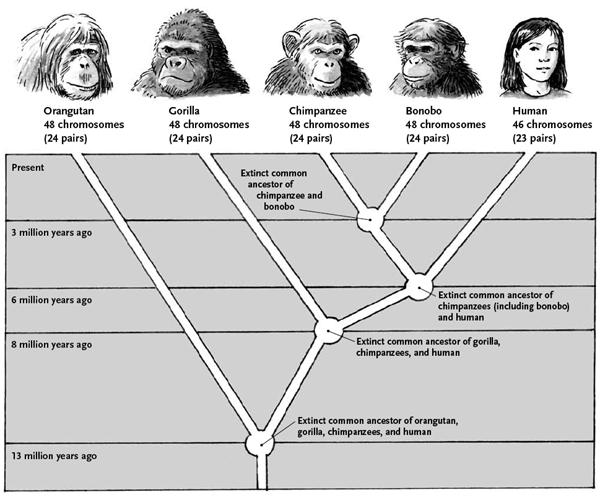 tidak-runtuhnya-teori-evolusi-dalam-20-jawaban