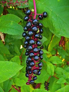 Mengenal Si Ginseng Palsu Korea (Phytolacca americana)