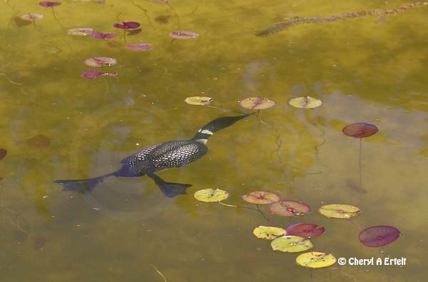&#91;AMAZING&#93; 5 Spesies Burung Penyelam Handal di Dunia