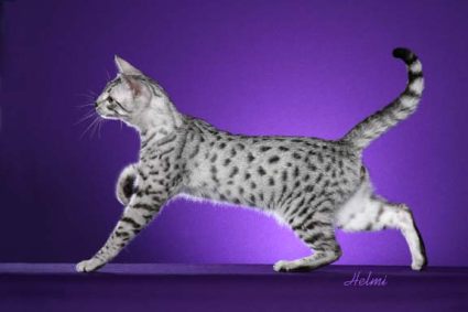 Jenis-jenis Ras Kucing Di Dunia