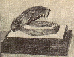 7 Makhluk Misterius di Jepang