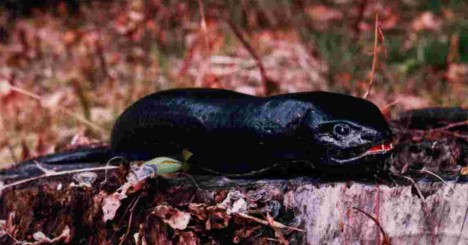7 Makhluk Misterius di Jepang