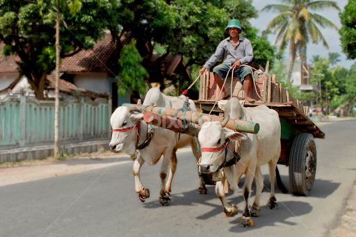 Hewan-hewan Untuk Transportasi