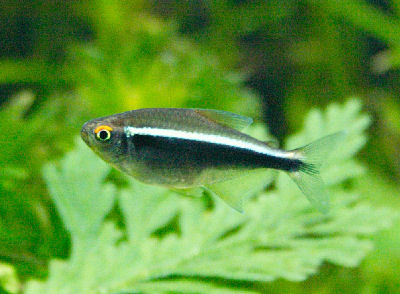 Terjual Jual Ikan Neon Tetra Cardinal Black Ghost Manfish