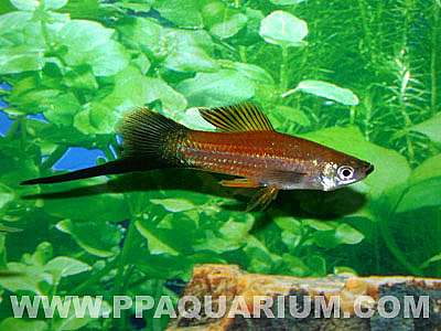 jenis-jenis ikan swordtail/ ikan ekor pedang/xiphophorus