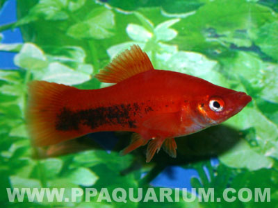 jenis-jenis ikan swordtail/ ikan ekor pedang/xiphophorus