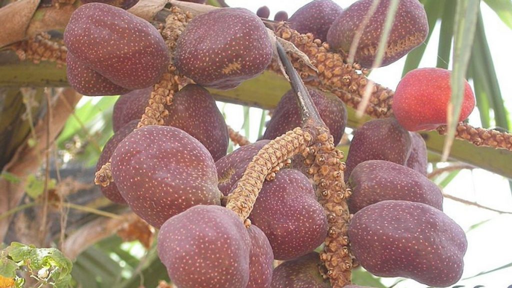 10-ragam-kebaikan-buah-zuriat-yang-jarang-orang-tahu