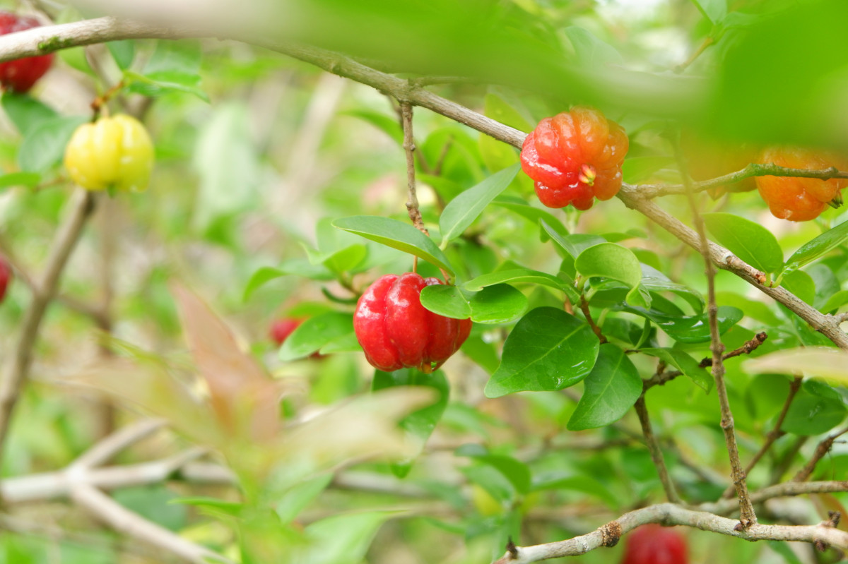 kecil-kecil-cabe-rawit-singkap-6-khasiat-buah-dewandaru-yuk
