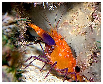 &#91;PICS &amp; INFO&#93; Marine Invertebrate Species
