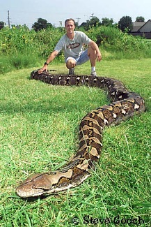 5 Reptil Terbesar di Dunia