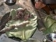 Ada Tradisi Makan Tikus di India