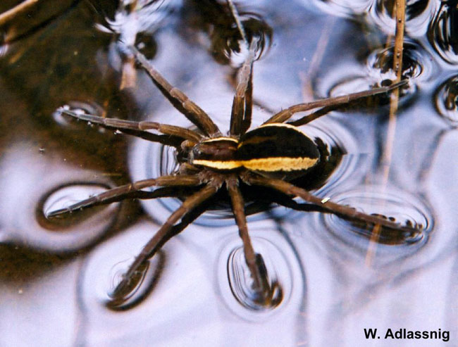 Encyclopedia Laba - Laba (Spider) ( WorldPedia Series )