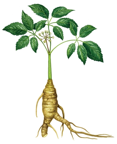 tanaman-ini-bukan-ginseng-korea-dan-purwoceng