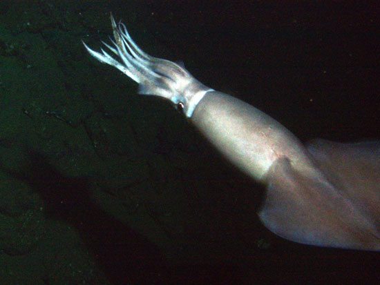 Mengenal Humboldt squid Si Monster Laut Yang Hampir Punah