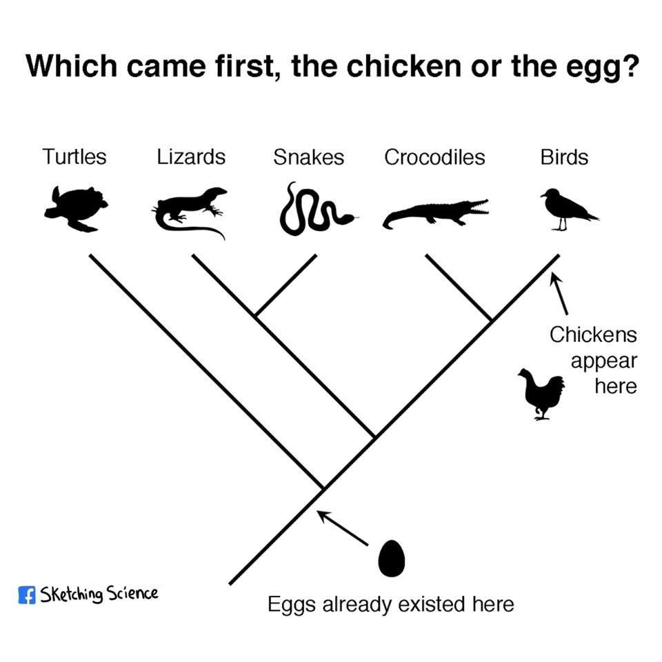 mana-yang-lebih-dulu-ayam-atau-telur