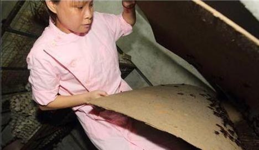 &#91;Only In China&#93;Idih Jorok! Wanita Di Cina Pelihara 100 Ribu Kecoa Di Rumahnya