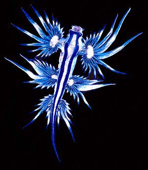 &#91;HOT&#93; BLUE SEA SLUG : Salah 1 Hewan Laut Tercantik