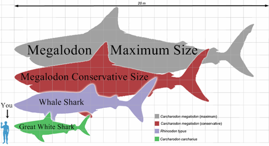 &#91;KABAR GEMBIRA!! KABAR GEMBIRA!!&#93; Megalodon, Hiu Purba Raksasa Ternyata Masih Hidup