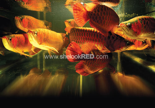 kaskus-image