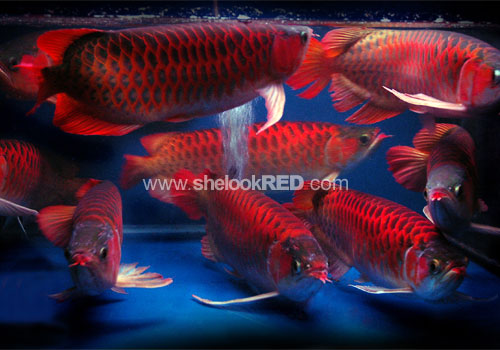 kaskus-image