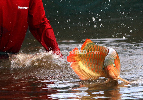 kaskus-image