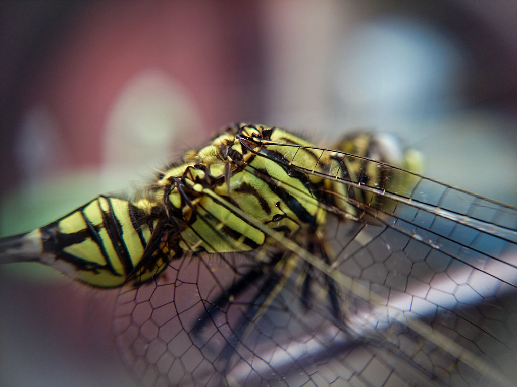 KEREN!! Galeri foto-foto CAPUNG versi MACRO dengan kamera HP!!