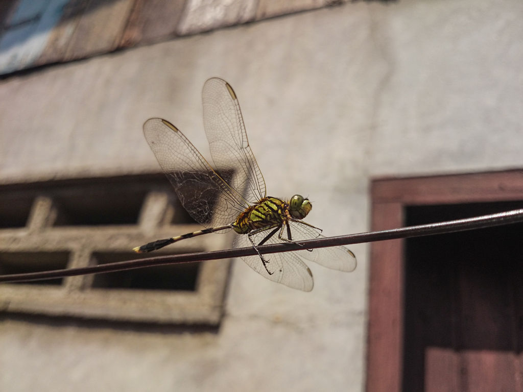 KEREN!! Galeri foto-foto CAPUNG versi MACRO dengan kamera HP!!