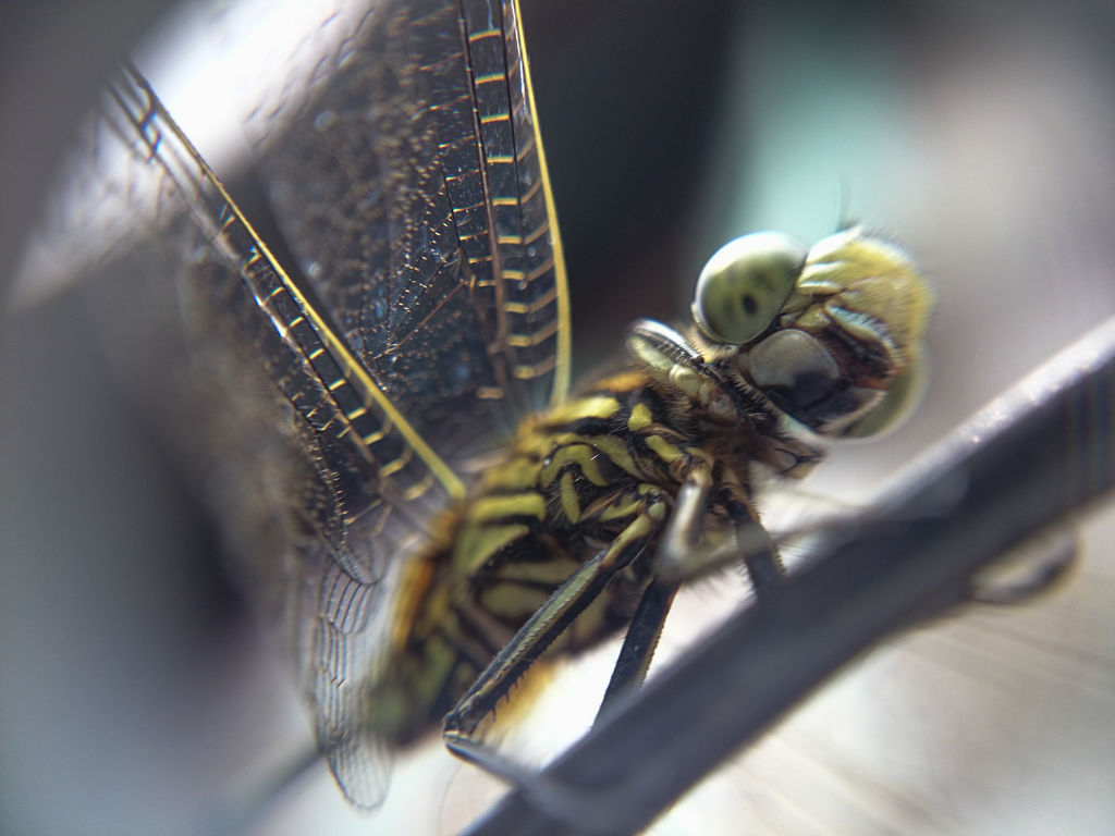 KEREN!! Galeri foto-foto CAPUNG versi MACRO dengan kamera HP!!