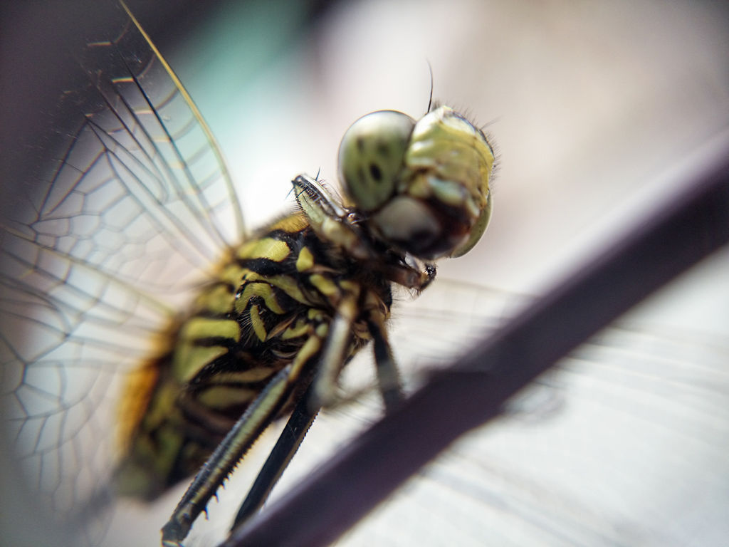 KEREN!! Galeri foto-foto CAPUNG versi MACRO dengan kamera HP!!