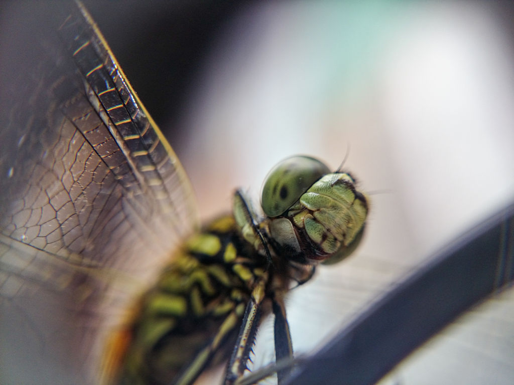 KEREN!! Galeri foto-foto CAPUNG versi MACRO dengan kamera HP!!