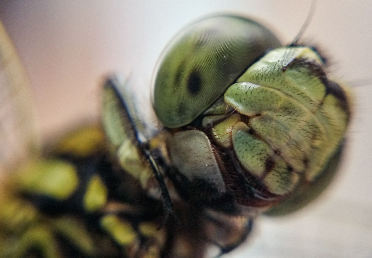 KEREN!! Galeri foto-foto CAPUNG versi MACRO dengan kamera HP!!