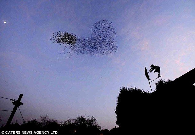 Formasi Paling Indah Saat Sekumpulan Burung Menari di Udara