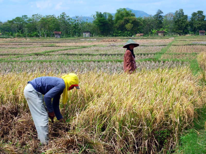 perbedaan petani indonesia dengan luar indonesia