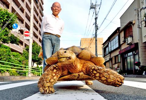 Bon-Chan, Kura-kura Afrika di Jepang yang Selalu Diajak Jalan-jalan Sore!