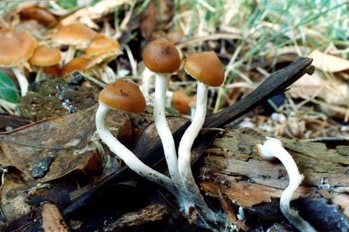 ganja-vs-magic-mushroom-krn-keduanya-herbal